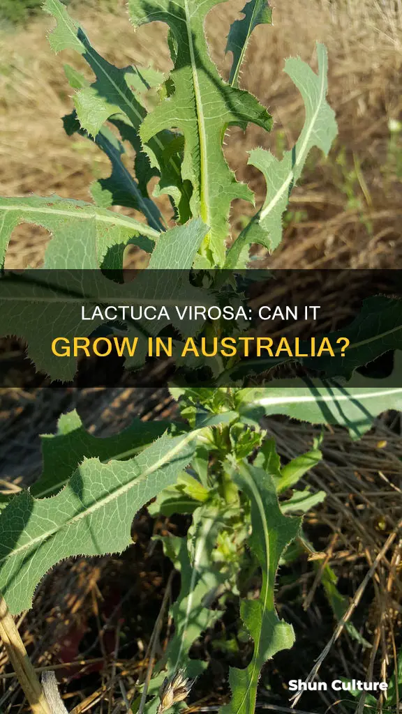 does lactuca virosa grow in australia
