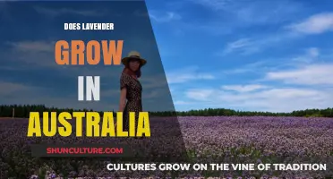 Lavender Fields in Australia: Can They Grow?