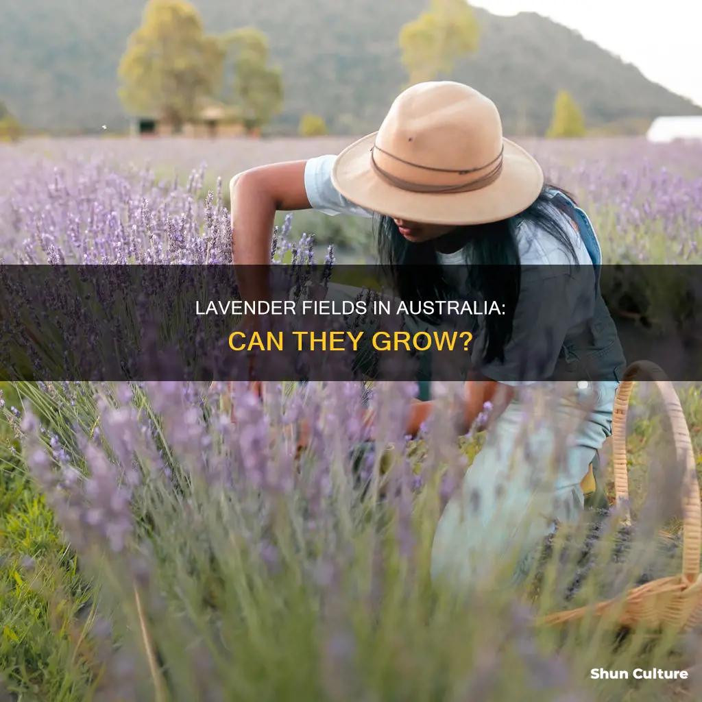 does lavender grow in australia
