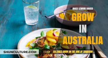 Growing Lemongrass in Australia: Is It Possible?