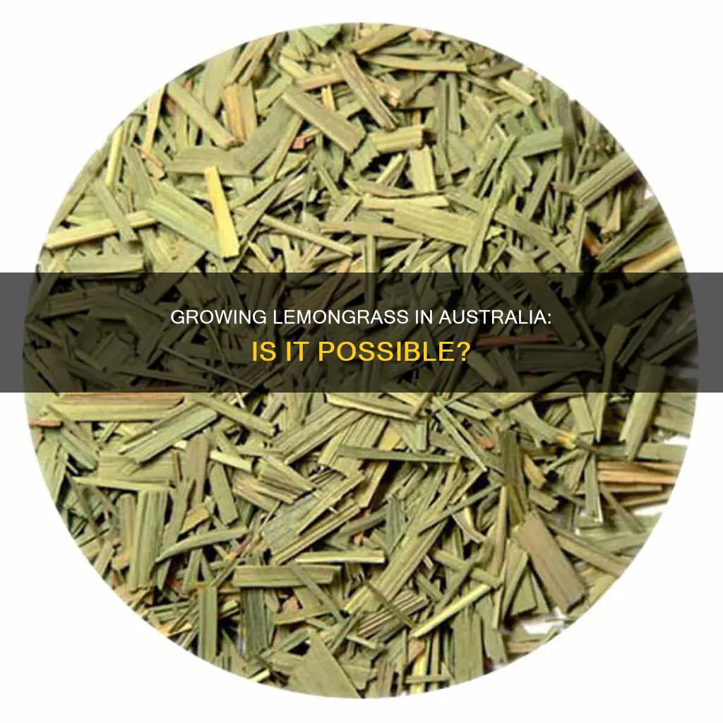 does lemon grass grow in australia