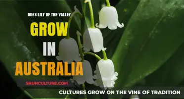 Lily of the Valley: Can It Grow in Australia?