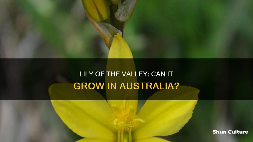 does lily of the valley grow in australia