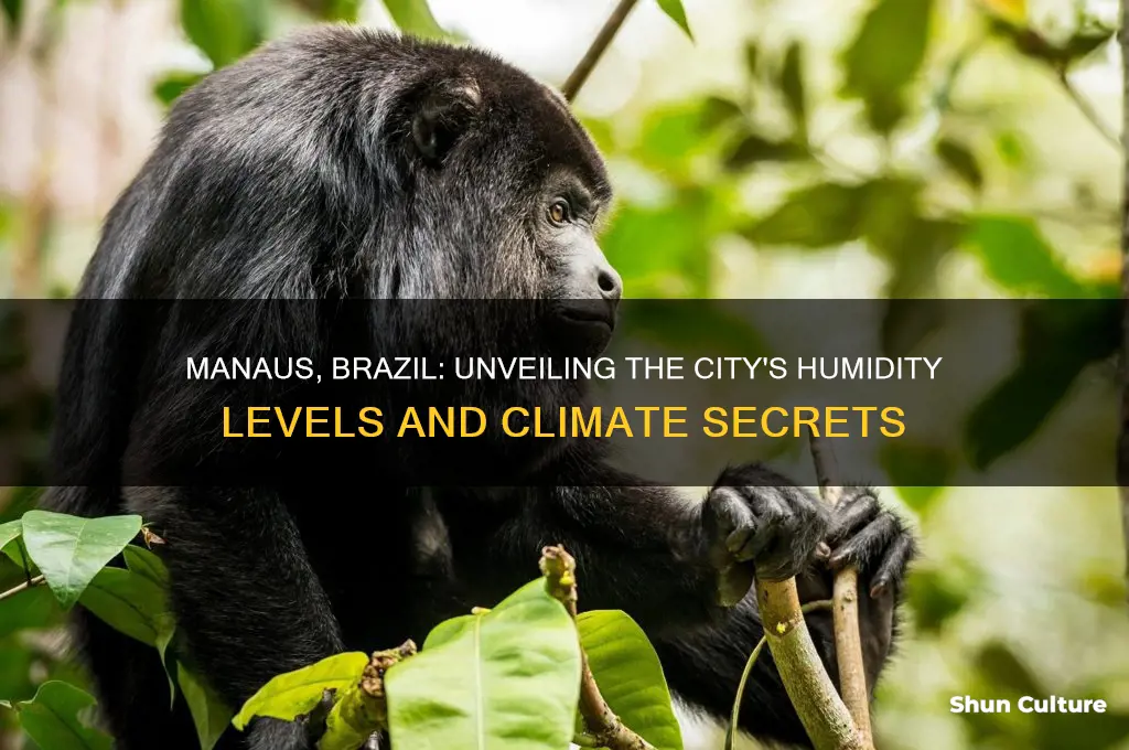does manaus brazil have alot of humidity