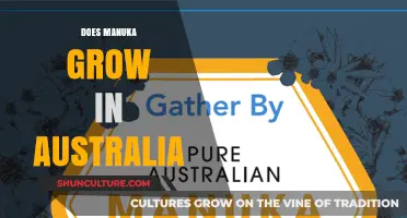 Manuka's Natural Habitat: Australia's Claim to the Honey