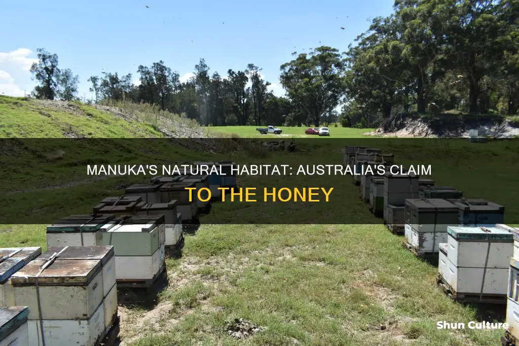 does manuka grow in australia