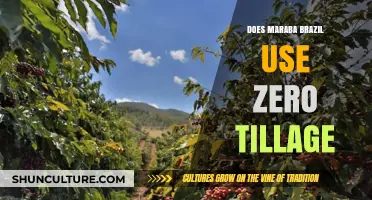 Maraba Brazil's Farming Practices: Exploring Zero Tillage Adoption
