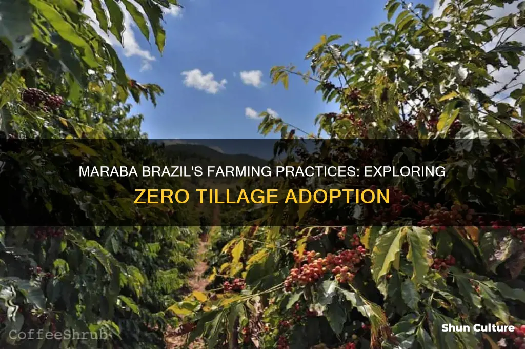 does maraba brazil use zero tillage