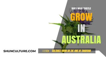 Milk Thistle: Can It Grow in Australia?