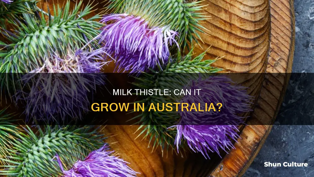 does milk thistle grow in australia