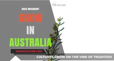 Where to Find Mugwort in Australia