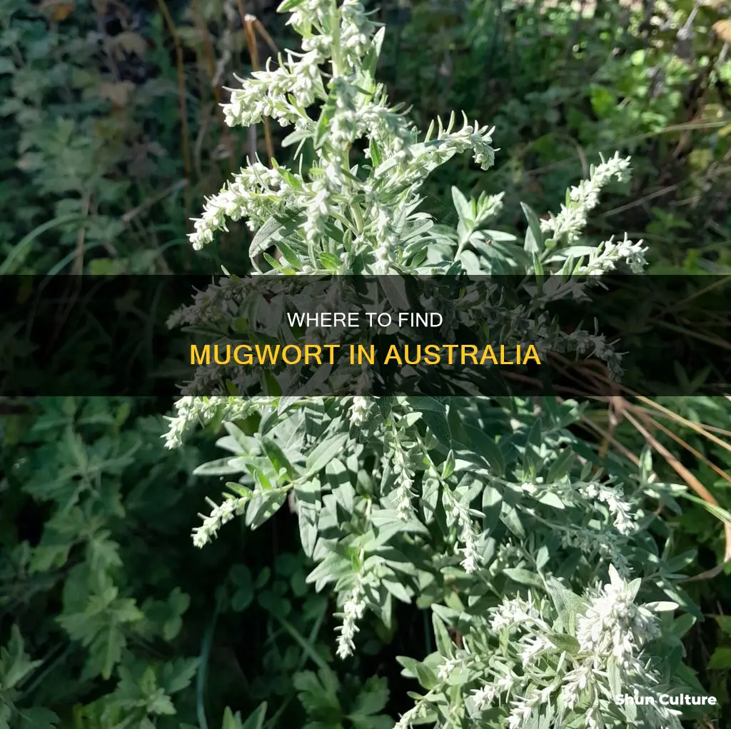 does mugwort grow in australia