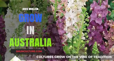Mullein in Australia: Where and How to Find It