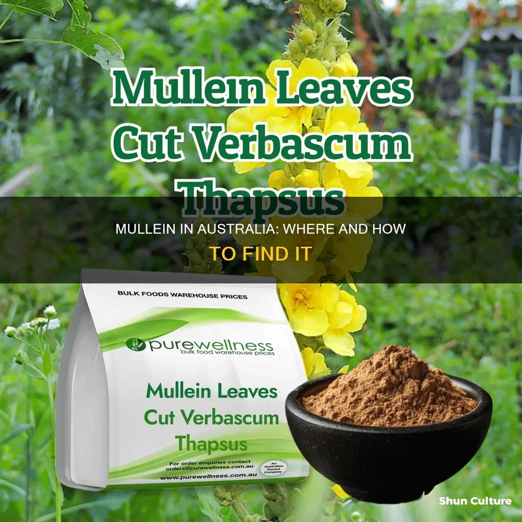 does mullein grow in australia