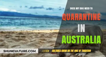 Dog Quarantine in Australia: What Pet Owners Need to Know