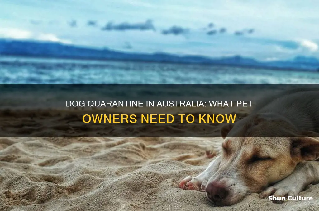 does my dog need to quarantine in australia
