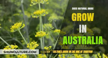 Aniseed in Australia: A Natural Wonder Down Under