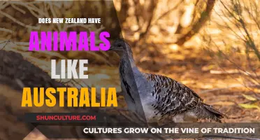 Unique Wildlife: Australia vs. New Zealand