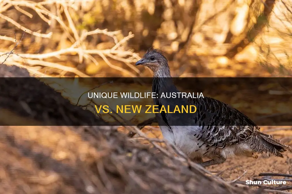 does new zealand have animals like australia