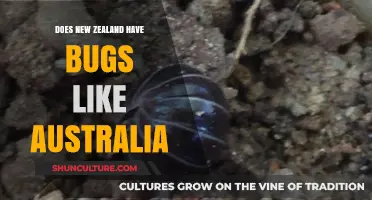 Exploring New Zealand's Bugs: An Australian Comparison