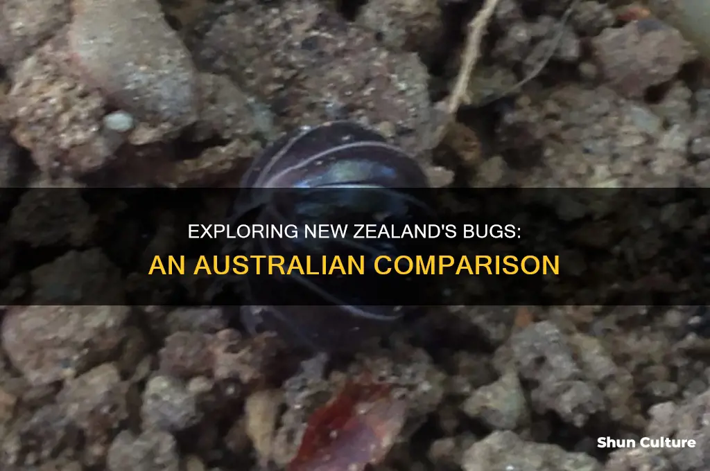 does new zealand have bugs like australia