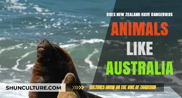 Exploring New Zealand's Wildlife: Dangerous Animals Exist?