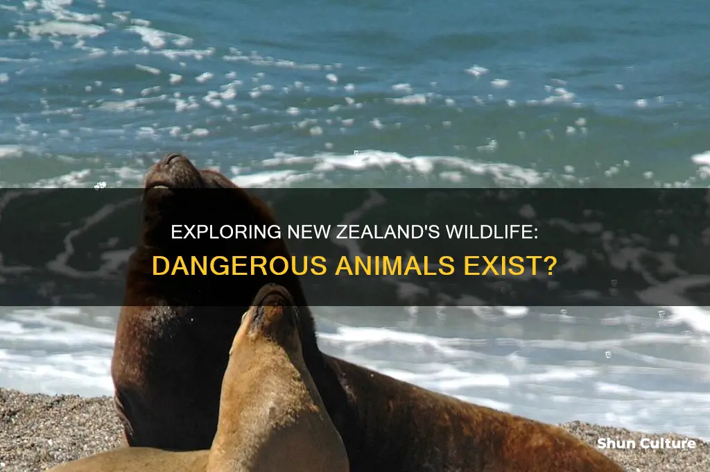 does new zealand have dangerious animals like australia