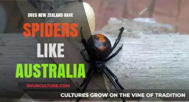 Spiders in New Zealand: A Comparison to Australia