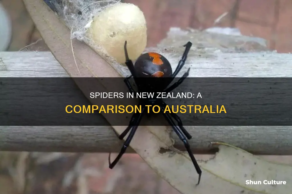 does new zealand have spiders like australia