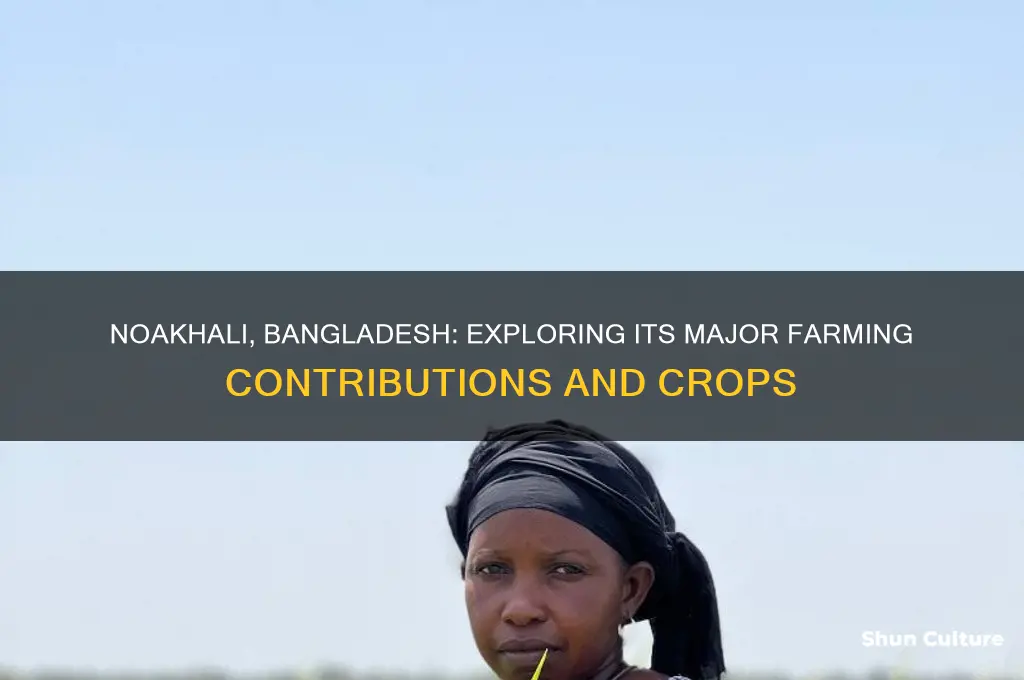 does noakhali bangladesh produce any major farming