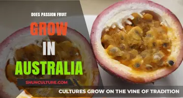 Passion Fruit in Australia: Can You Grow It?
