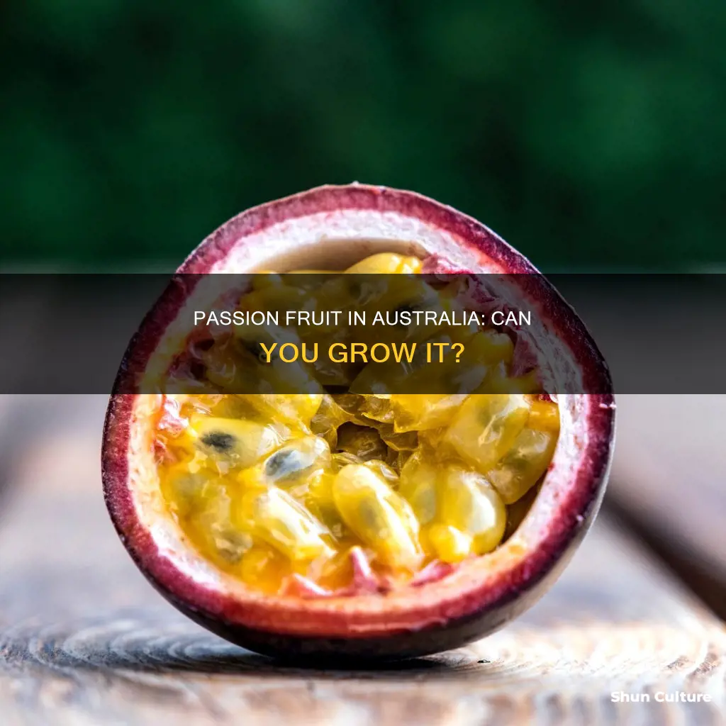 does passion fruit grow in australia