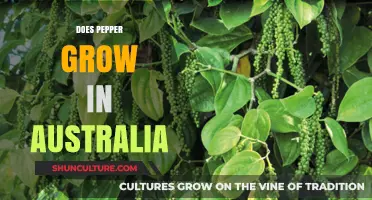 Pepper Growing Conditions in Australia