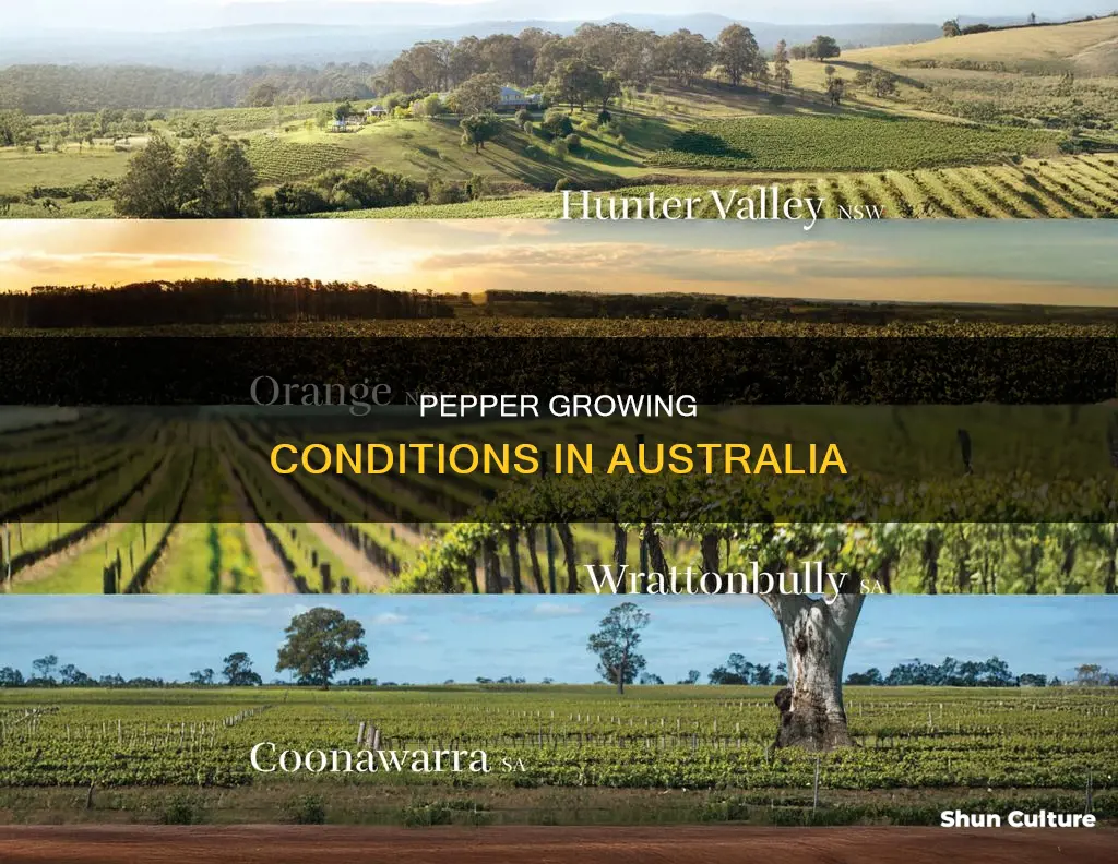 does pepper grow in australia