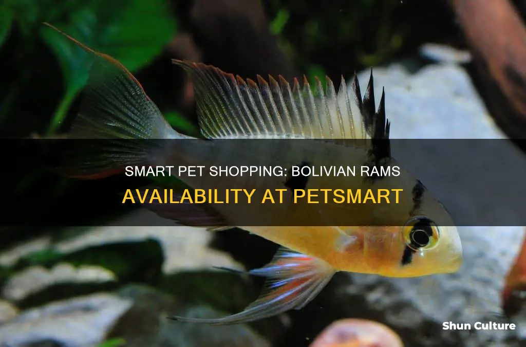 does pet smart have bolivian rams