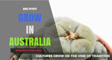 Peyote in Australia: Where and How Does It Grow?