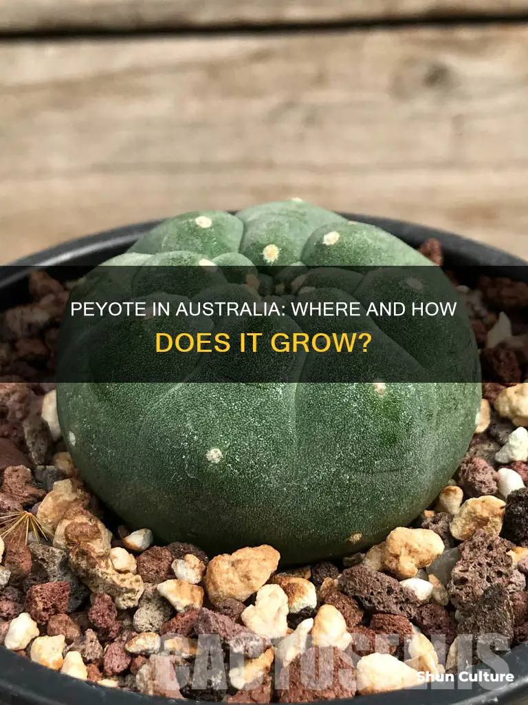 does peyote grow in australia