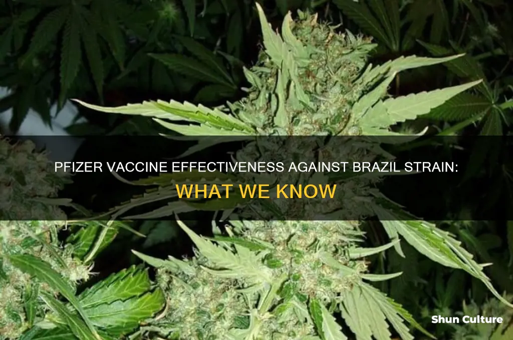 does pfizer vaccine work on brazil strain