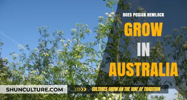 Poison Hemlock: An Invasive Threat to Australia's Ecology