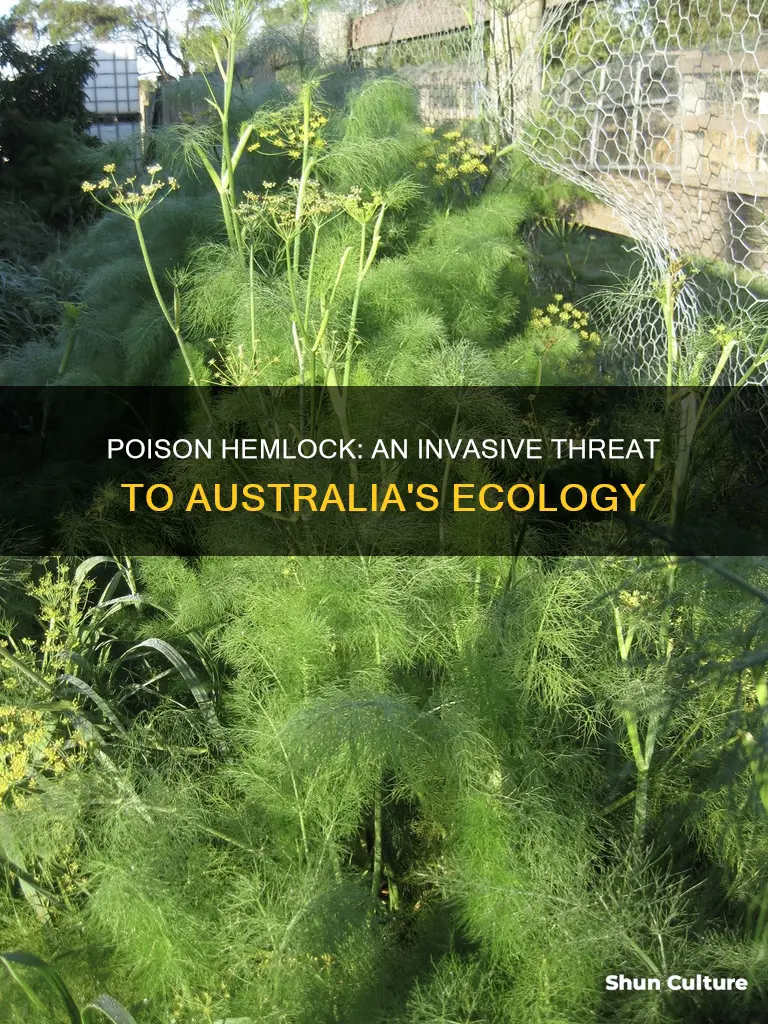 does poison hemlock grow in australia