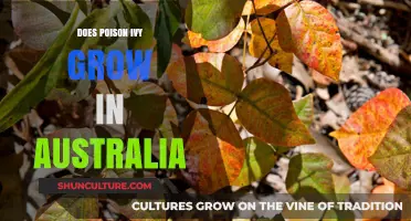 Poison Ivy: An Uninvited Guest in Australia?