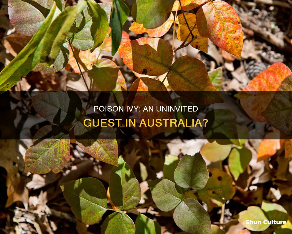 does poison ivy grow in australia