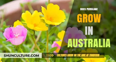Purslane: An Unwanted Visitor in Australian Gardens?