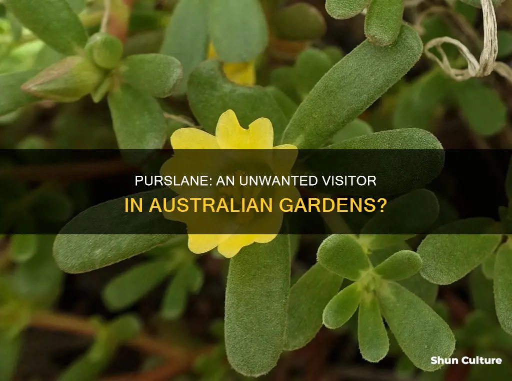 does purslane grow in australia