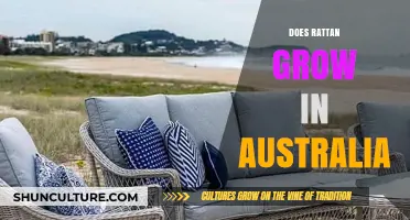 Rattan in Australia: Can It Grow?