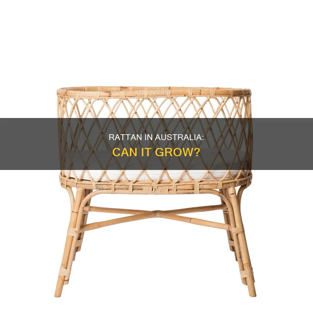 does rattan grow in australia