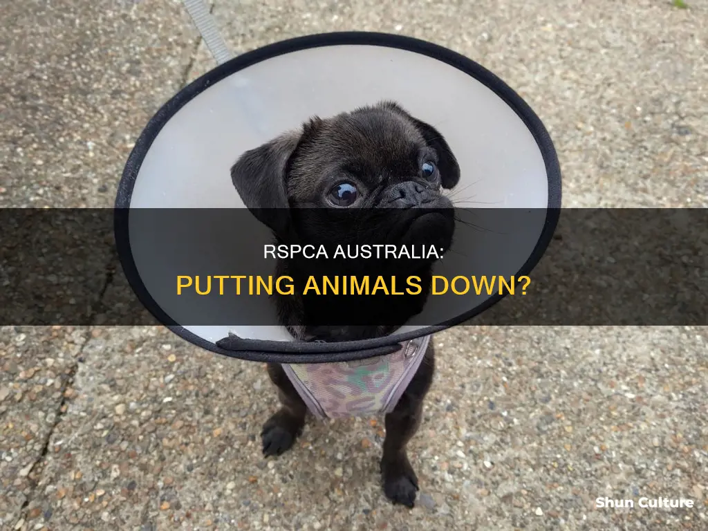does rspca put animals down australia