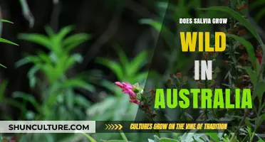 Exploring Salvia: Australia's Wild Wonder
