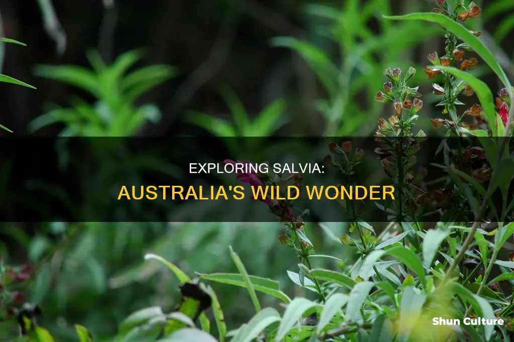 does salvia grow wild in australia