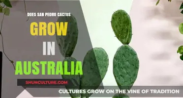 San Pedro Cactus Cultivation: Australia's Climate Challenges